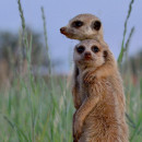 Pambara