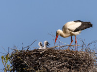 Vom Stadtpark bis zum Krei&szlig;saal: Warum der Lahrer Storch mehr als nur ein M&auml;rchen ist