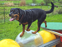 Neuer Erlebnispark f&uuml;r Hunde mit 50 Stationen &ndash; &bdquo;PfotenSpass Wolfach&ldquo; lockt Besucher aus ganz Baden