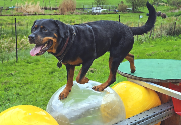 Neuer Erlebnispark f&uuml;r Hunde mit 50 Stationen &ndash; &bdquo;PfotenSpass Wolfach&ldquo; lockt Besucher aus ganz Baden