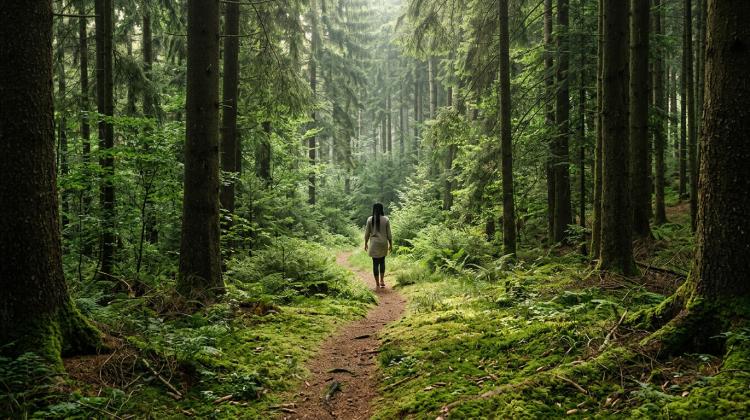 Waldbaden, Barfu&szlig;pfade, Schwarzwald: Warum der Sommerurlaub die beste Erdungskur ist