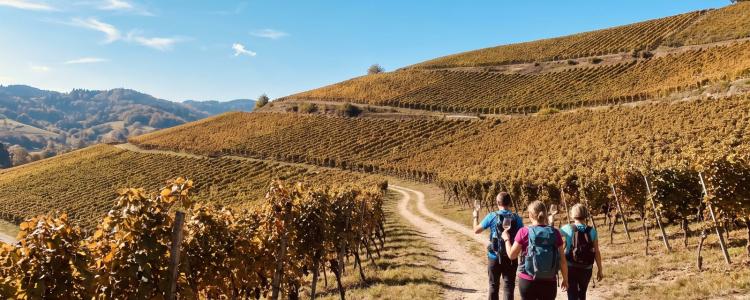 Oberkircher Weinwanderung: Von der H&ouml;ll ins Paradies